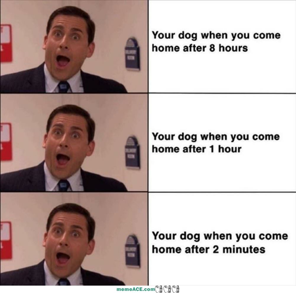 Your Dogs Face When
