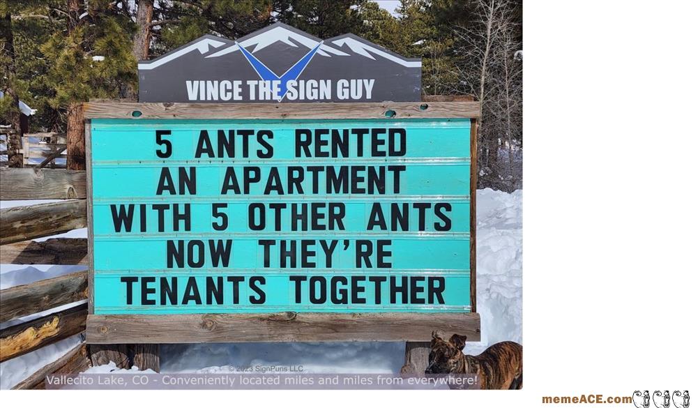 5 Ants