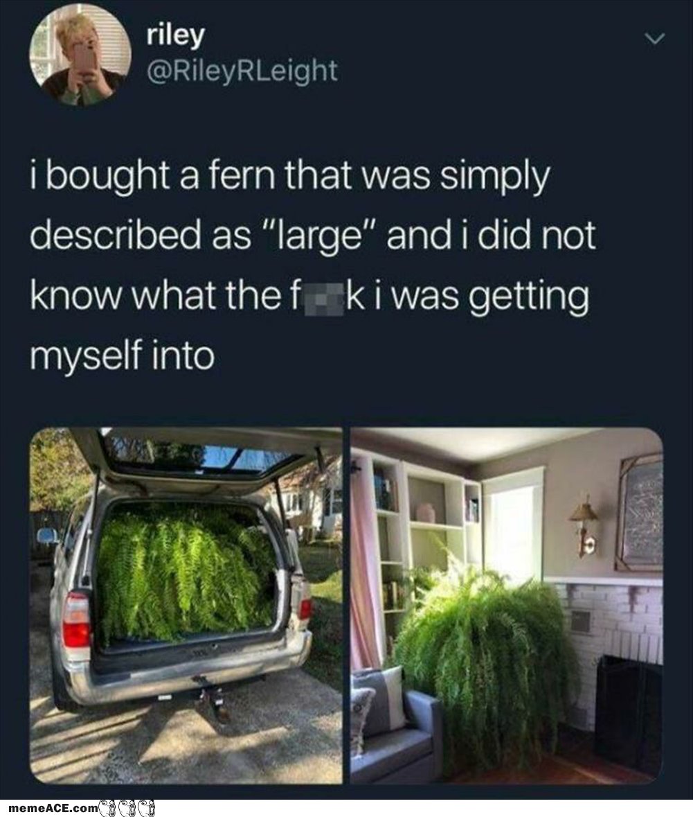Large Fern