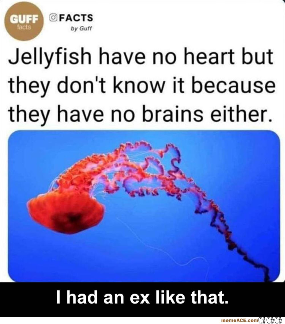The Jellyfish