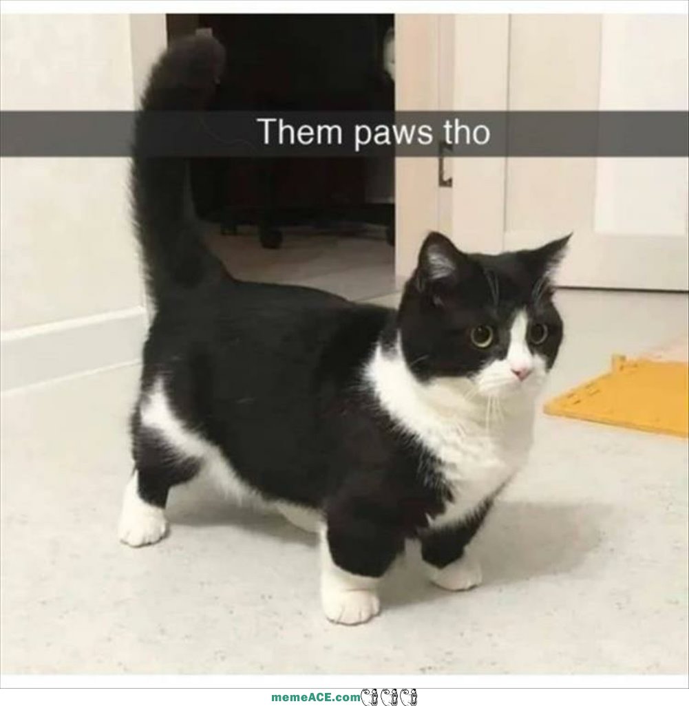 The Paws Tho